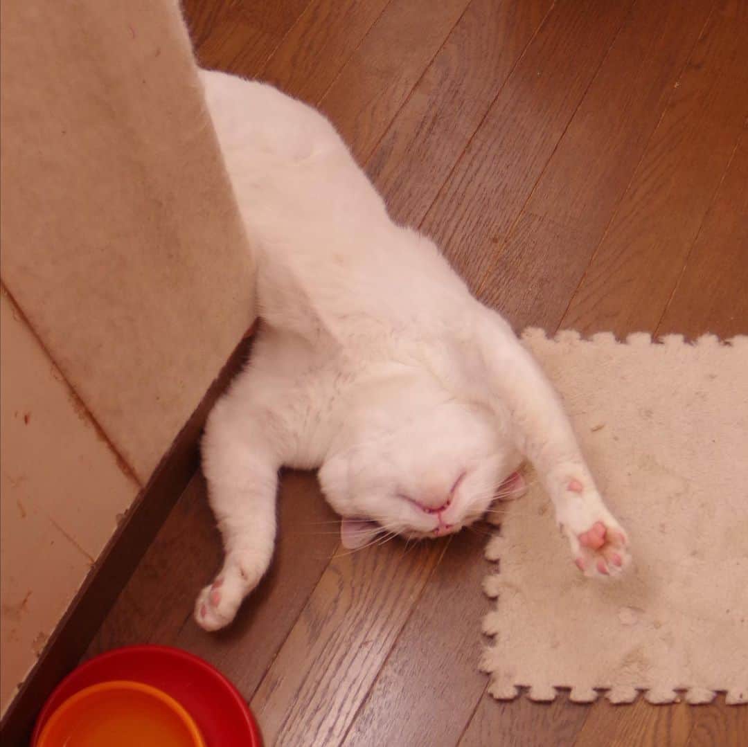 Kachimo Yoshimatsuのインスタグラム