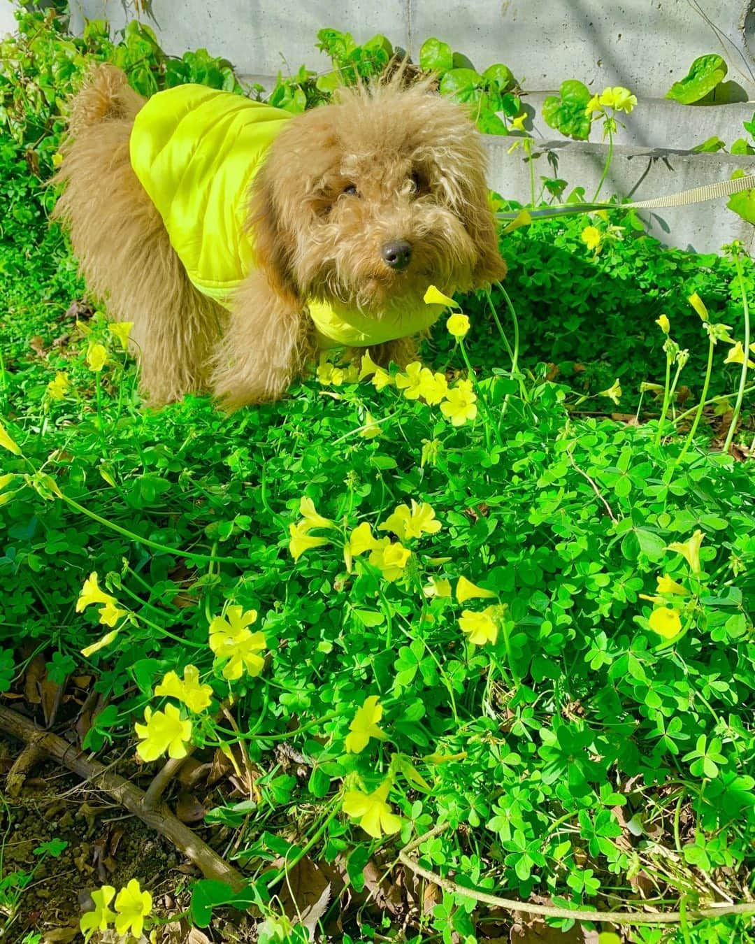 石野卓球さんのインスタグラム写真 - (石野卓球Instagram)2月27日 15時52分 - takkyuishino