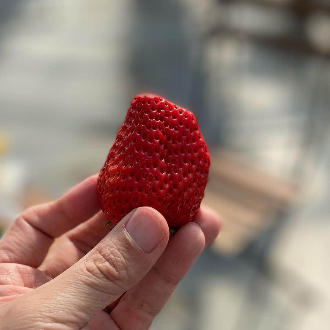 原田良也さんのインスタグラム写真 - (原田良也Instagram)「近江八幡のいちご園【ボンガーデン】に行ってきました^ ^  娘もデカ目のいちご鷲掴みで4個平らげて口元惨劇でした^ ^  しかし僕が抱いても笑わんかったなぁ。。。  #いちご狩り #ボンガーデン #近江八幡 #滋賀」2月27日 16時04分 - irasshassee