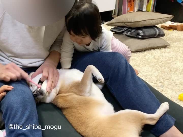 Moguのインスタグラム：「. 歯磨き中に胸毛を触られるの巻なの。 #toothbrushing #ふわふわもぐちゃん #歯磨きジェルは好き #歯磨きは嫌い #複雑な柴心 . @the_shiba_mogu  #柴犬 #shibainu #shiba#赤柴 #redshiba#犬 #dog#しばいぬ#nannydog#犬と子供#子供と犬#柴犬と子供#柴#赤ちゃんと犬#犬と赤ちゃん#柴犬と赤ちゃん#赤ちゃんと柴犬#柴犬のいる暮らし#子守犬」