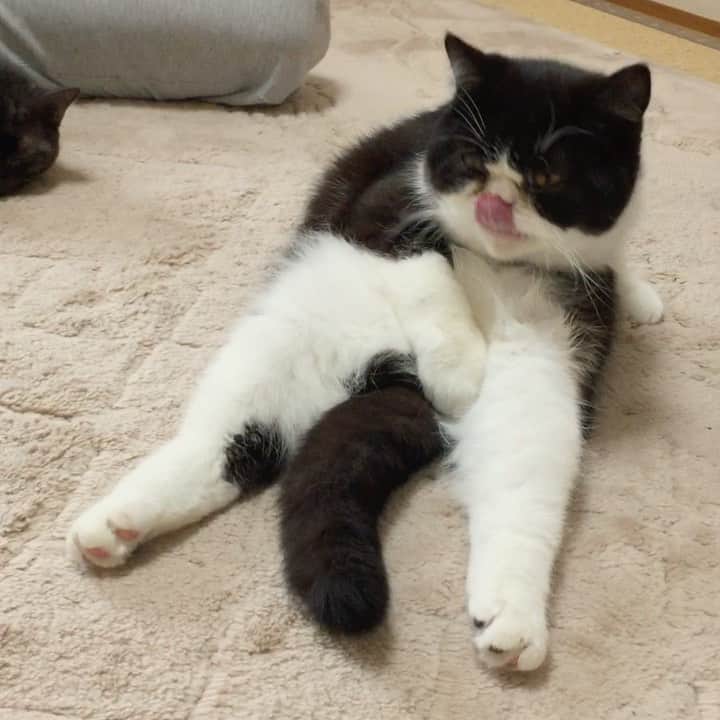 nemuru_catのインスタグラム：「#ルーク  しっぽ💗 * #ねこ部#cat#cats#neko#猫#catsofinstagram#bestmeow#catlover#instagramjapan#ふわもこ部#エキゾチックショートヘア#exoticshorthair#はちわれ」