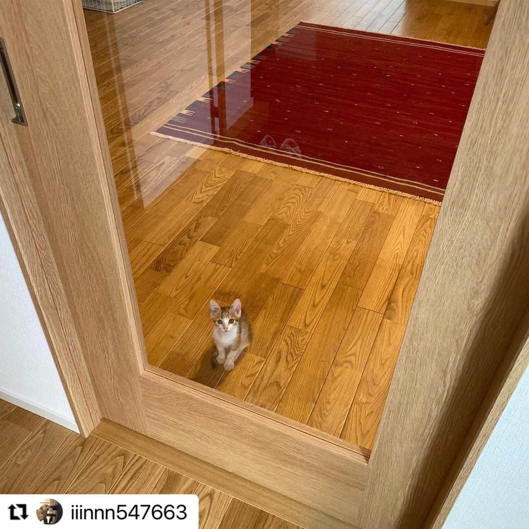 のインスタグラム：「#Repost @iiinnn547663 さんの子猫ちゃん。  ちょこんとお出迎え💕 可愛いね😍  ハッシュタグ #いぬのきもち #ねこのきもち に投稿いただいた可愛い写真をご紹介しています！ 「いぬのきもちWEB　MAGAZINE」、「ねこのきもちWEB MAGAZINE」でもご紹介させていただくことも！  -------------------  .  #ねこ #猫  #ねこすたぐらむ #ねこのきもち #ねこ好き #ねこと暮らす #ねこ好きさんと繋がりたい #猫好きな人と繋がりたい #猫がいる生活 #猫と暮らす#猫好き #cat #catstagram #catsofinstagram #cats_of_instagram」