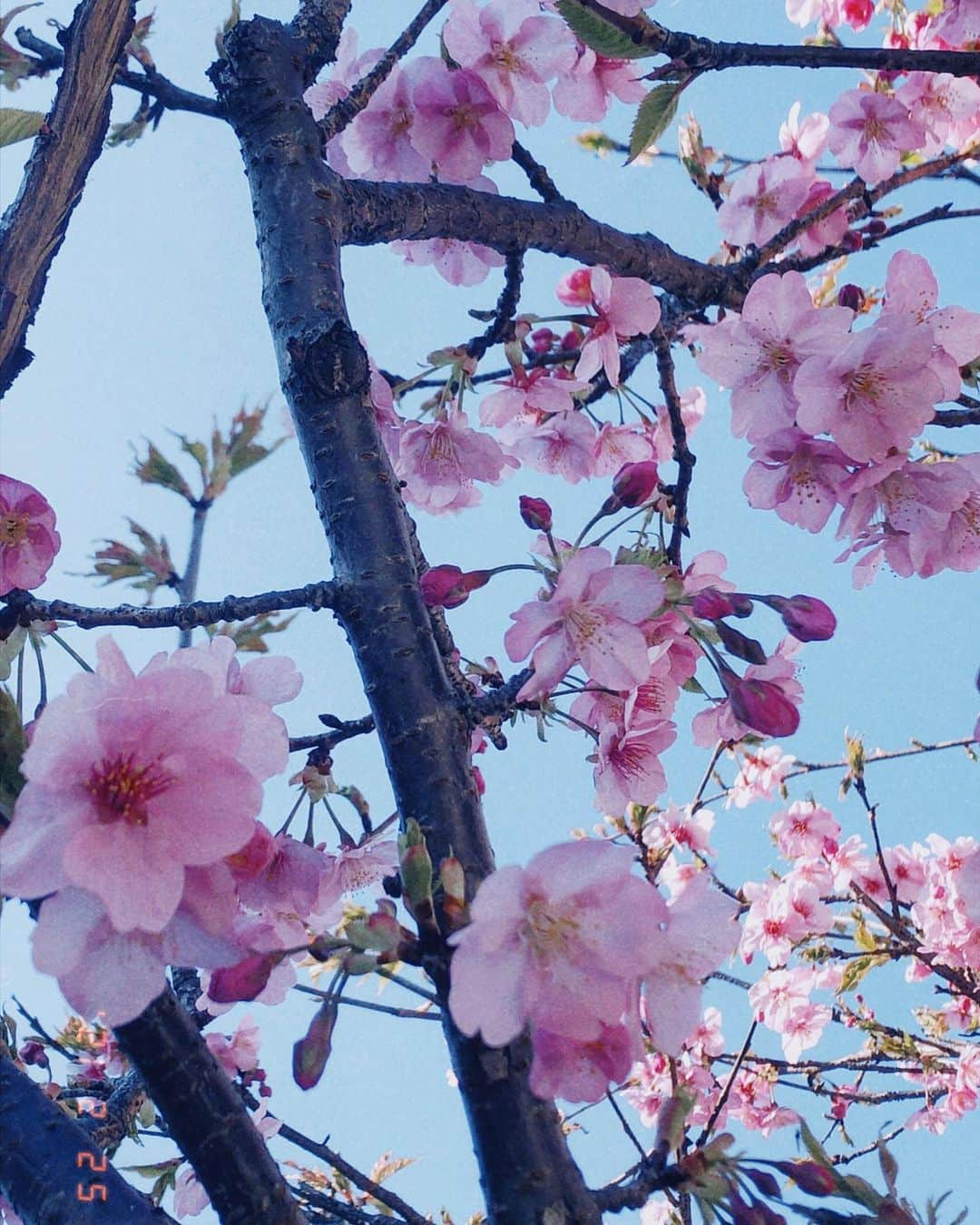 森實りこさんのインスタグラム写真 - (森實りこInstagram)「:﻿ #springhascome ﻿ ﻿ #梅﻿ ？ ﻿ #photooftheday」2月27日 22時10分 - ricozane