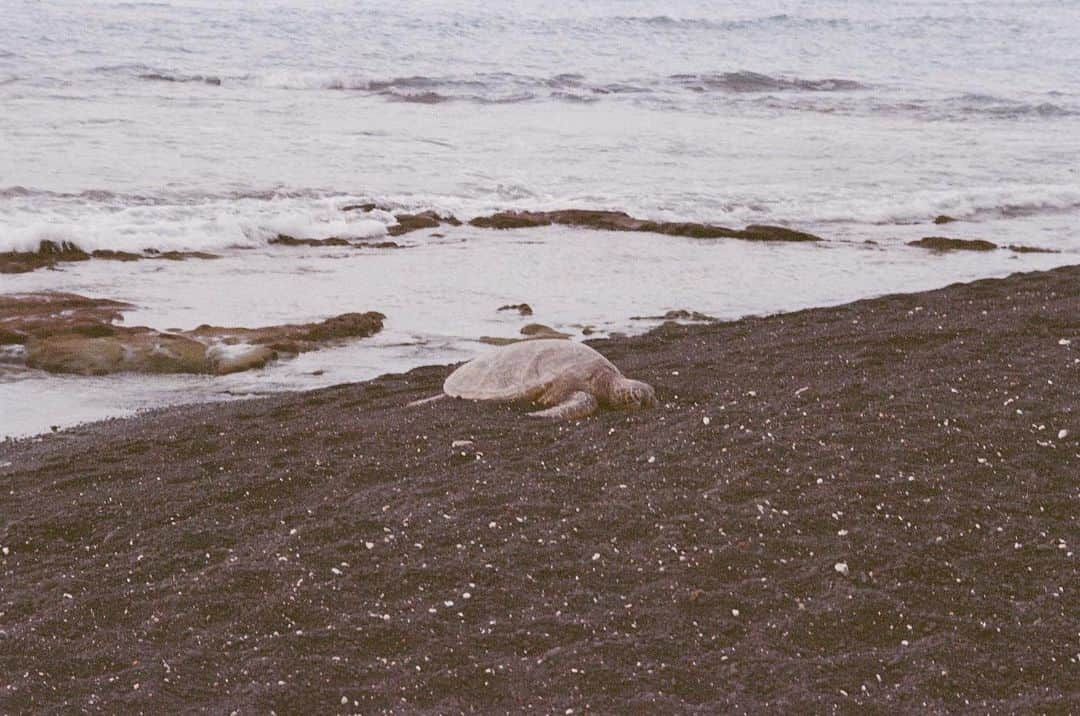 祐真キキさんのインスタグラム写真 - (祐真キキInstagram)「My sister @yukisukezane took these photos while she was in the Big Island.  なんで人間には いっぱいいっぱい欲があるんだろう なんで 人間を産み出した地球　もしくは自分達自身をいじめる程の欲が　人間にはあるのだろう  自然や虫や自然の動物は ちゃんと自然界の波に乗っていて、うまく循環してるのに  人間の欲って  不思議  私も出来るだけ 自然界の波に乗って生きたいけど やっぱり人間だから必要以上の欲が出るよね〜  江戸時代あたりの人間の生活が理想的だと思うんだな〜  この綺麗な自然が 無くならない事を願って  みんな、楽しく 欲はほどほどに 出来る範囲で 将来人間が住めるように 心がけて生きてこ💪🌏」2月27日 16時54分 - kikisukezane