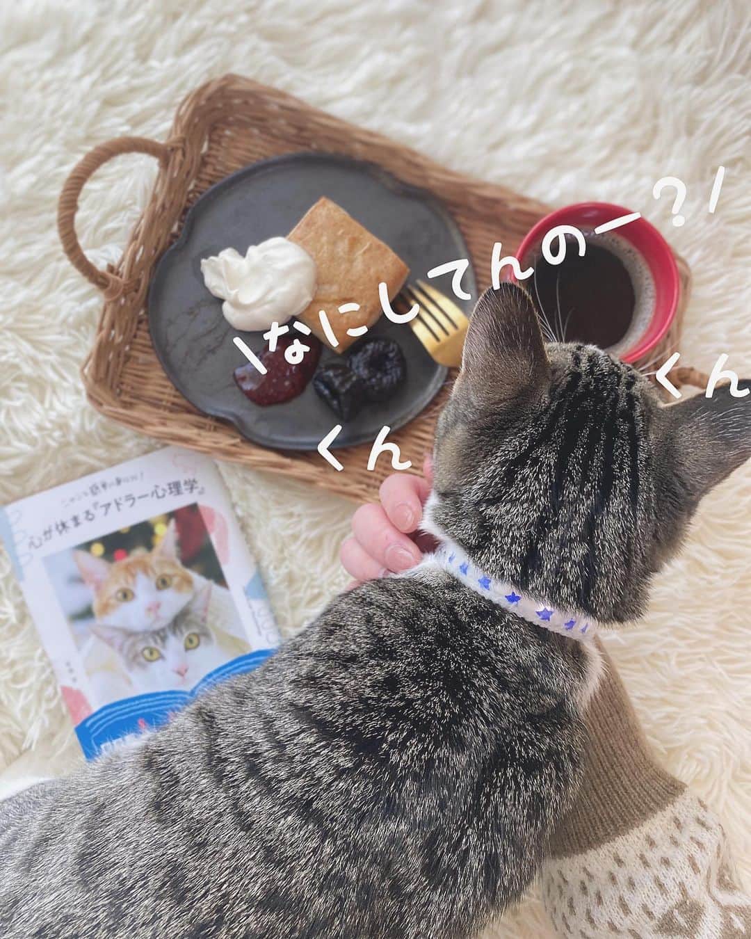 星見 蒼央＊Hoshimi aoさんのインスタグラム写真 - (星見 蒼央＊Hoshimi aoInstagram)「\お猫様乱入(スワイプしてね)/ ニャドラー先生の本のお供にスコーンとコーヒー用意して撮影会(笑)してたら、おはぎちゃんが乱入🐈 何かしてると気になるんだよね😂🌱 ・ かわいいのぅ🥺🤎🤎 ・ ちなみに、この本は、アドラー心理学を猫のニャドラー先生が分かりやすく解説してくれていて、なんなら猫の雑学まで詰まっててらホッコリできる1冊🌱 大変おすすめです🐈🤍 ・ #ライター#webライター #フリーランス女子 #フリーライター #サロンモデル#撮影モデル #サロンモデル東京  #おうち時間 #おうちカフェ #おうちカフェごっこ #スコーン #セブンイレブンスイーツ #読書記録  #読書倶楽部 #アドラー心理学 #猫のいる暮らし #猫のいる生活」2月27日 16時58分 - aohoshi_