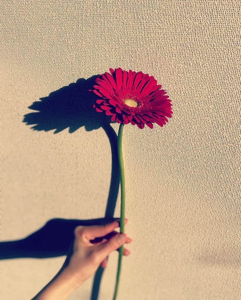 宮村ななこさんのインスタグラム写真 - (宮村ななこInstagram)「Gerbera. #photography #photo #gerbera #gerberas #flowers #flower #flowerstagram #iphonography」2月27日 16時59分 - miyamuchan_001