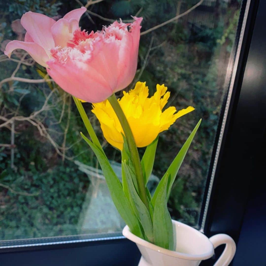 白石小百合さんのインスタグラム写真 - (白石小百合Instagram)「. 窓際に咲く小さなチューリップ🌷🌷🌷つぼみから花咲くまでたったの１日でした〜お花の成長に励まされてる感じ🥰✨ . 最近始めた招待制の写真アプリ @dispo といつもの写真と違いを比較してみる。少し仕上がりがドラマチック！？📸 写真の仕上がりを次の日の朝まで待つのも、写真を見ながら昨日を振り返るのも、不思議なニンマリ感、、好きかも☺️エモいって感覚これかな〜 . 春を迎える準備で慌ただしくしながらも、 日々の心が動く瞬間は大切にしていきたいな。  #エモい #チューリップ #春の花 #花咲く #photooftheday #tulips🌷」2月27日 17時14分 - sayurishirais