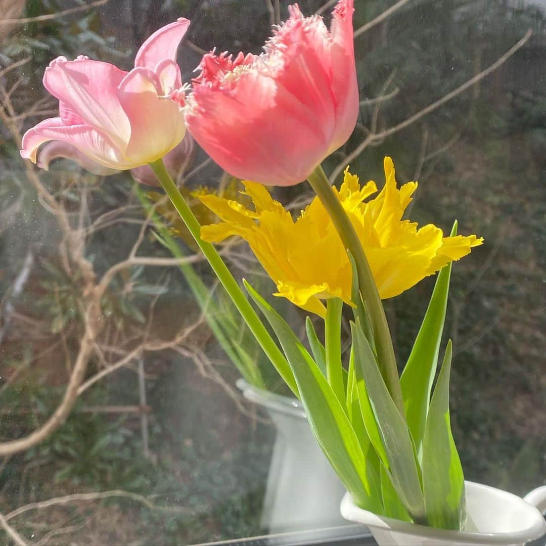 白石小百合さんのインスタグラム写真 - (白石小百合Instagram)「. 窓際に咲く小さなチューリップ🌷🌷🌷つぼみから花咲くまでたったの１日でした〜お花の成長に励まされてる感じ🥰✨ . 最近始めた招待制の写真アプリ @dispo といつもの写真と違いを比較してみる。少し仕上がりがドラマチック！？📸 写真の仕上がりを次の日の朝まで待つのも、写真を見ながら昨日を振り返るのも、不思議なニンマリ感、、好きかも☺️エモいって感覚これかな〜 . 春を迎える準備で慌ただしくしながらも、 日々の心が動く瞬間は大切にしていきたいな。  #エモい #チューリップ #春の花 #花咲く #photooftheday #tulips🌷」2月27日 17時14分 - sayurishirais