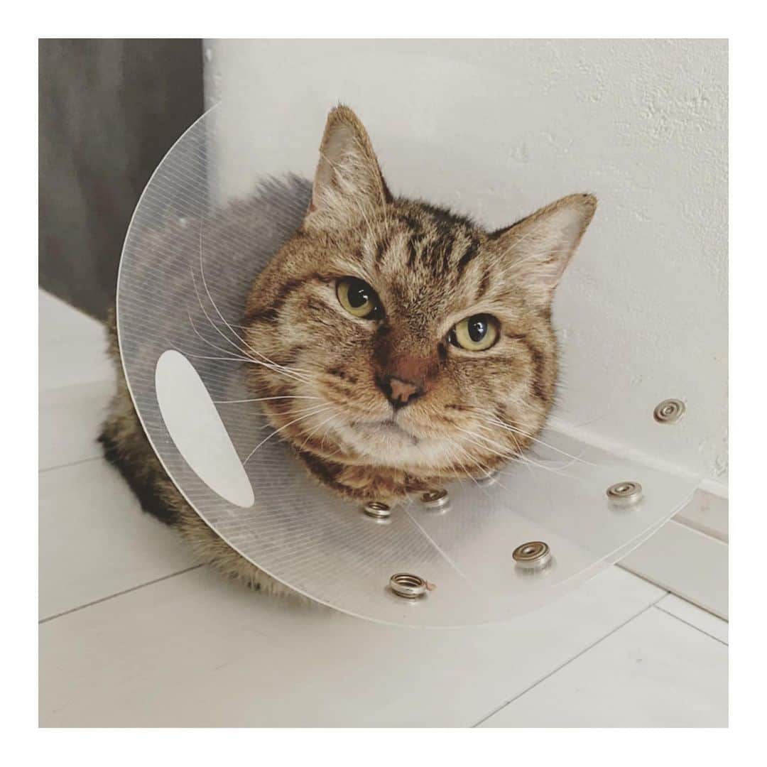 こむぎのインスタグラム：「* ししくんのこと🐈✨ 先日2/24通院日でした！今週はくまおのお届けもありしばらくバタバタしていた関係で、そちらの報告ができておらずですみません〜😂  ししくん体重3.5kgに増えていました👏✨ 夜も日中もカリカリを自分で食べて、預かりさんもAD缶の給仕を1日3回してくださっているおかげです😭✨ 歩き方も少しずつですが良くなってきています💪  ししくんのストレスにならないようにと小さめのカラーをしていたのですが、どうも預かりさん宅にて背中や尻尾を舐めてしまえていたようで🤣 ワンサイズ上のカラーになりました🤣 今のところ背中や尻尾の付け根を舐めるのは防げています🙏🏻  しばらく自宅で血行を良くするための軟膏を塗るのは継続で、次回は3/10頃受診予定となりました！🤗  2枚目の写真は背中の皮膚なのですが、軟膏を塗っているとどうしても乾いて垢のような感じでポロポロするみたいです🤔 皮膚が黒っぽいのは防御反応によるものなので心配不要とのことです🤗✨  毛が生えそろうまではカラーの生活になってしまうとのことで、ししくん引き続き頑張っています😭 段々と良くなってきて本当に良かったね😭あともう少し頑張ろう！！  来月のほしいものリストは食べムラのあるししくんのためにフード色々掲載しようかなと思っています🤔 2月って短いから来月はもうすぐですね🤣🤣 急いで準備しますー💦 またリストが完成しましたらインスタで呼びかけてさせていただきます🙇🏻 ご協力何卒よろしくお願いいたしますーーーー🙇🏻🙇🏻🙇🏻  ーーーーーーーーーーーーーーーーーーーーーーー  里親募集掲載用アカウント→ @comugineko  3匹(かめ、さくら、しし)は関東地方 11匹は東海地方で里親様募集中です(遠方相談🆗) #岐阜多頭崩壊レスキュー #里親募集 #里親募集中 #保護猫 🐈‍⬛  岐阜多頭崩壊レスキュー応援LINEスタンプ❗️ 🌸第二弾🌸本日リリース♪ プロフィールのURLからお求めいただけます🤗 皆様ご協力ありがとうございます〜🙏🏻✨」