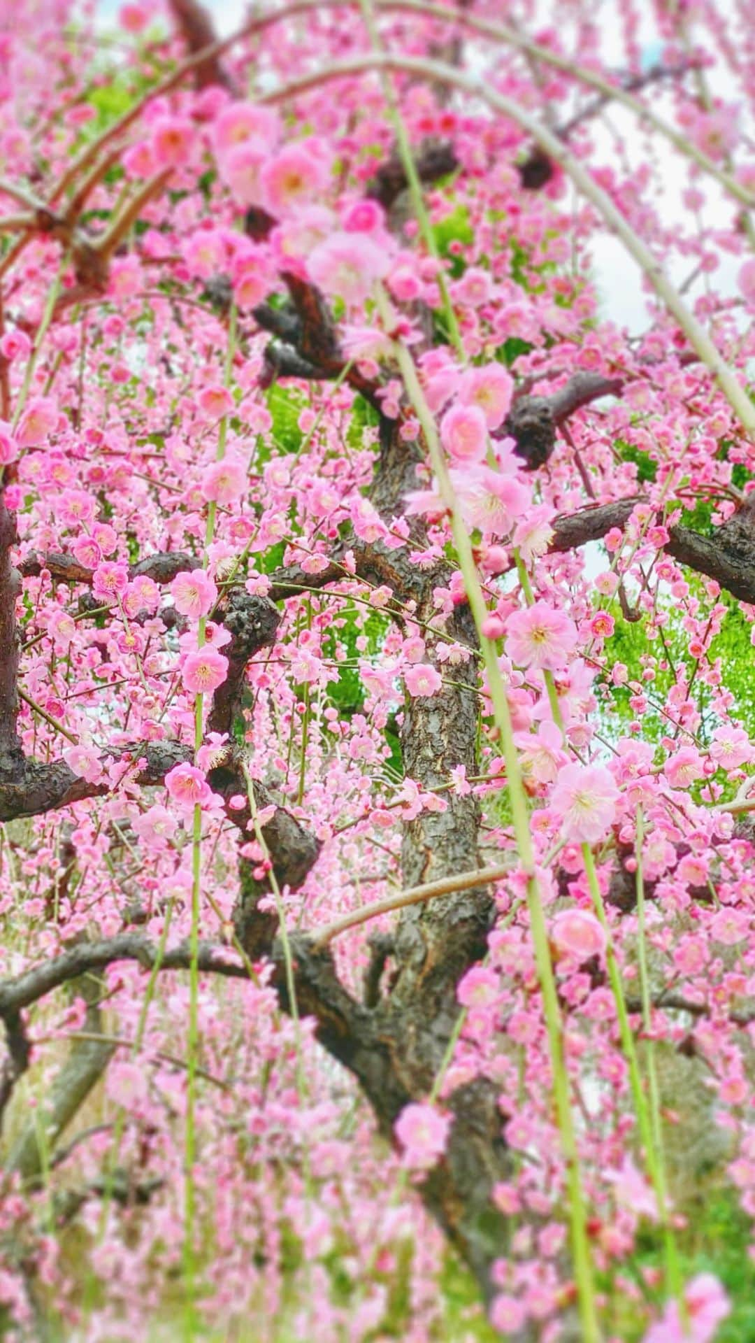 hama_aki_pppのインスタグラム：「城南宮　 　  #美しい日本　 #じゃらん花畑　 #神社仏閣  #bns_flowers  #しだれ梅　 #枝垂れ梅　 #allthingsofbeauty_  #nippon_lovers  #japanesegarden  #lovers_united_japan  #そうだ京都行こう  #top_favorite_shots  #japanesetemple  #japaneseshrine  #inspring_shot  #muhtesemyerler_  #dokoiku  #flower_brilliance  #flower_perfection  #j_flower_shots  #igbest_life  #igflowers  #こころから」