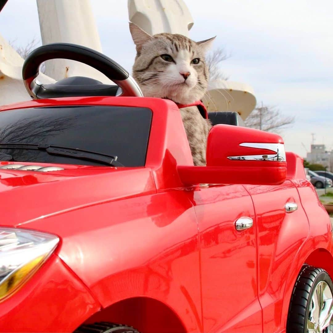 Nyankichi Noranekoさんのインスタグラム写真 - (Nyankichi NoranekoInstagram)「今日も愛車のベンツで福岡県大牟田市に行って来たにゃり🚘😸  今天我也駕駛我的平治愛車到福岡縣大牟田市喵哩🚘😸 持續進化的N (喵吉）Class 。 全部超越你的想像。   Today I drove my favorite Benz to visit Omuta city, Fukuoka Prefecture meow🚘😸 It is N (Nyankichi ) Class which keep evolution. Beyond your imagination.    猫 #cat #고양이 #แมว #貓 #кошка #chat #ニャンスタグラム #gato #catsofinstagram #ねこ部 #旅猫 #cats #japan #猫写真 #ねこ #seekor #ネコ #kitty #kucing #kucinglucu #明治日本の産業革命遺産 #三池炭鉱 #三池炭鉱宮原坑 #大牟田市 #大牟田観光 #福岡県 #福岡 #fukuoka #ベンツ #メルセデスベンツ」2月27日 17時18分 - noraneko_nyankichi