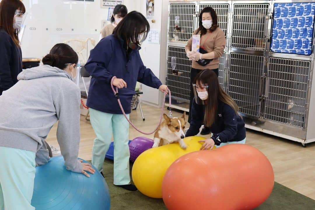 【公式】東京コミュニケーションアート専門学校ECOさんのインスタグラム写真 - (【公式】東京コミュニケーションアート専門学校ECOInstagram)「.﻿ ﻿ 卒業・進級制作発表会﻿ 『we are TCA ECO 2021』の様子を﻿ ご紹介します💁🏻‍♀️﻿ ﻿ 第２校舎５階﻿ 動物病院体験🥼﻿ 動物理学療法体験🦮﻿ ﻿ TPR体験や学校犬のおとに協力してもらい﻿ リハビリやマッサージ体験を﻿ 行いました🐾﻿ ﻿ 明日2月28日(日)のオープンキャンパスでは﻿ 理学療法体験のメニューもありますので﻿ 興味のある方はぜひご予約﻿ お待ちしております🐶🌼﻿ ﻿ ・－・－・－・－・－・－・－・－・﻿ ﻿ 学校説明会やオープンキャンパスも実施しております🏫﻿ ぜひご参加ください🗣﻿ ﻿ ・－・－・－・－・－・－・－・－・﻿ ﻿ #tca東京eco動物海洋専門学校 #tcaeco #動物 #海洋 #ペット#自然環境#恐竜#専門学校#卒業進級制作発表会#卒業制作#進級制作#発表会#発表#wearetcaeco#wearetca#weare#動物病院体験#動物病院#動物理学療法体験#理学療法#学校犬#犬#dog#おと#オープンキャンパス#oc#進路」2月27日 17時30分 - tca_eco