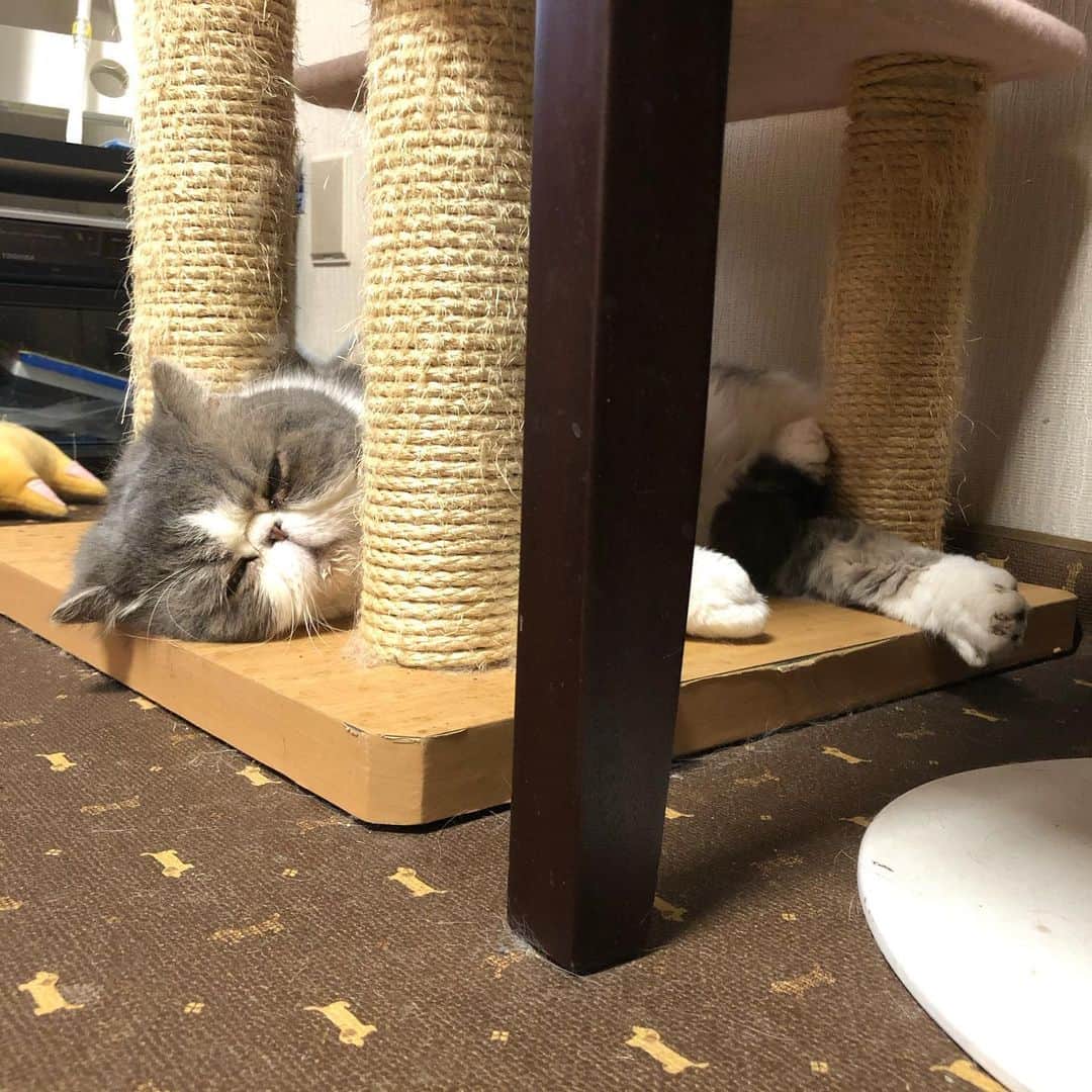 ムスカ(Muska)さんのインスタグラム写真 - (ムスカ(Muska)Instagram)「久しぶりにここで寝てた。キャットタワーを仕舞ってあったし。」2月27日 17時40分 - exotic_toshi
