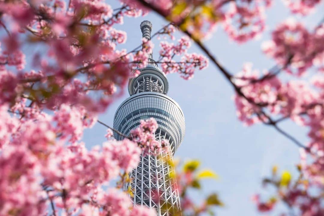 kazumaのインスタグラム：「.. Tokyo Sakura Tree 🗼🌸 . . 散歩がてら、 河津桜越しのスカイツリーを。 . 今月は今日で約220,000歩 . 2月のPostをギリギリの駆け込み💨 . . #スカツリスト #tokyoskytree  #sakura  #cherryblossom  #東京スカイツリー #スカイツリー . . . ————————————————— #igersjp #team_jp_ #team_jp_東 #instagramjapan #icu_japan #ink361_asia  #instadaily #igrecommend  #lovers_nippon #picture_to_keep #FreedomThinkers #jp_gallery_member  #東京カメラ部 #tokyocameraclub #instagood #huntgram  #huntgramjapan #followme #japan_daytime_view #art_of_japan_ #ig_photooftheday #写真を撮るのが好きな人と繋がりたい #ファインダー越しの私の世界 #カメラ好きな人と繋がりたい ————————————————— . . . . . . .. ...」