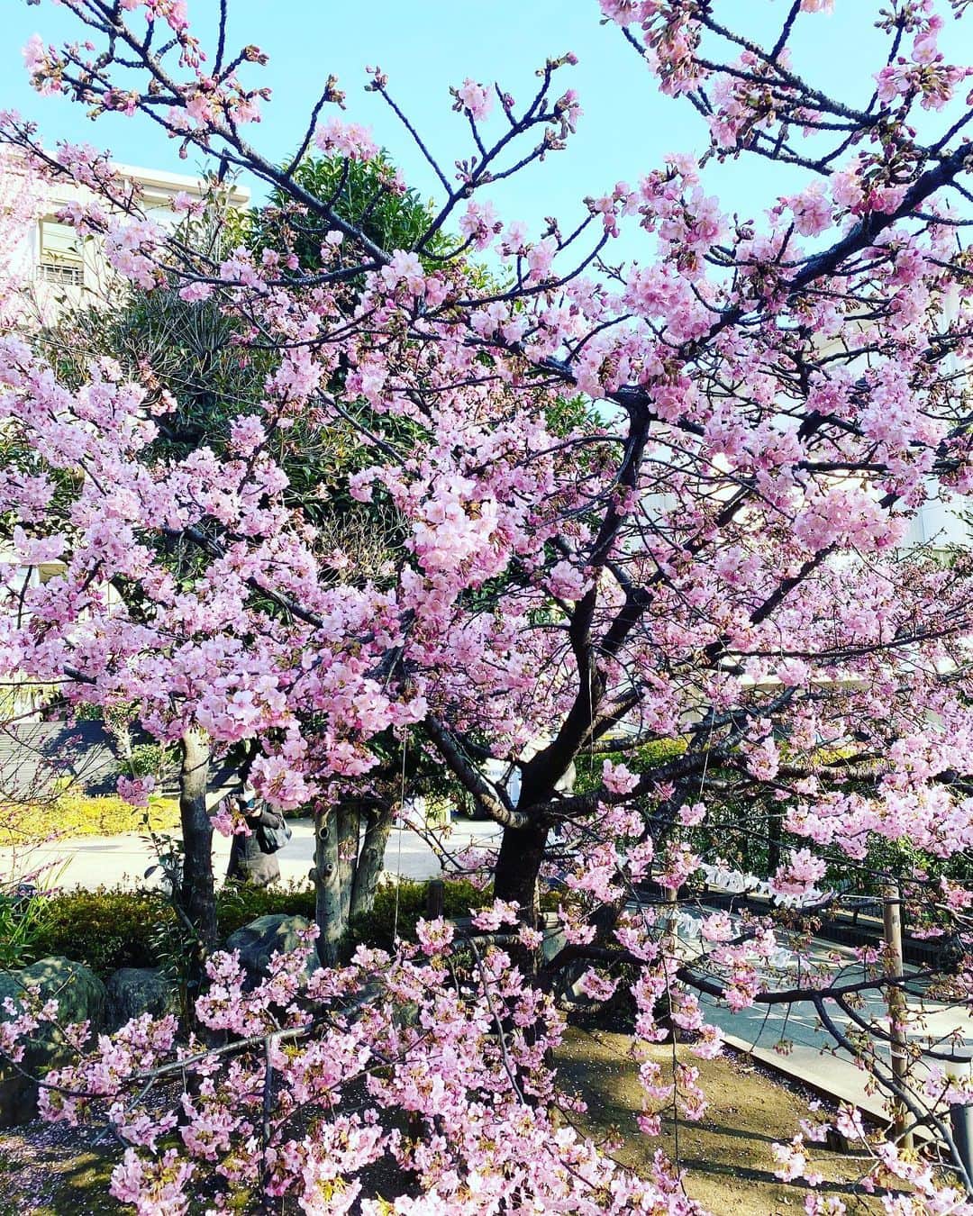 狩野茉莉のインスタグラム：「お仕事お仕事〜な日々✨今週の一番大きな作業が終わって一段落✨気づけばもうすぐ3月だね！この間桜を見たよ〜☺️🌸お家にもなんかお花を飾りたくなって先日お花買って飾ってみたんだけど、花瓶小さいのしかなかった笑  #河津桜」