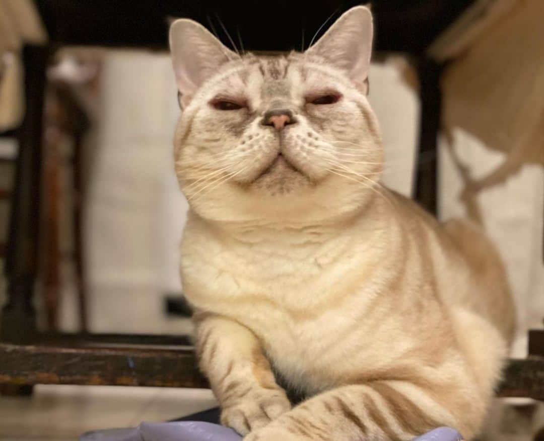青山有紀さんのインスタグラム写真 - (青山有紀Instagram)「瞑想中を激写 #garu_cat #ガル様」2月27日 17時47分 - yukiaoya