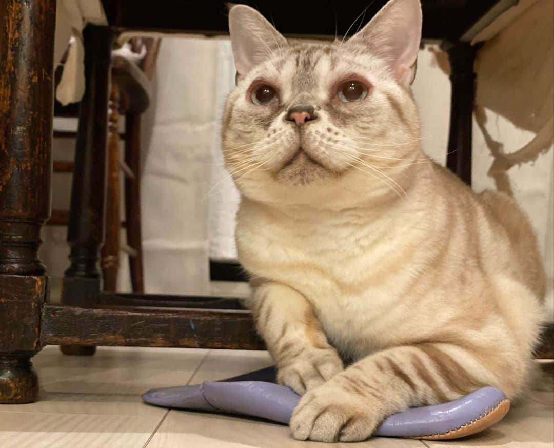 青山有紀さんのインスタグラム写真 - (青山有紀Instagram)「瞑想中を激写 #garu_cat #ガル様」2月27日 17時47分 - yukiaoya