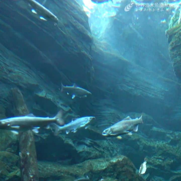 世界淡水魚園水族館 アクア・トト ぎふのインスタグラム