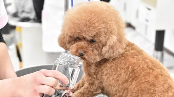 大阪ECO動物海洋専門学校さんのインスタグラム写真 - (大阪ECO動物海洋専門学校Instagram)「【ペットトリマー&エステティシャン専攻】 2月最後のペットエステ実習でした🐩❣️ 泥パック、アロマバス、泡パックなどなど自分の好きなエステメニューを施術✨  #ペットエステ #大阪eco #大阪ECO動物海洋専門学校 #動物 #専門学校 #動物看護師 #ドッグトレーナー  #ペットトリマー #ドルフィントレーナー #飼育 #アクアリスト #家庭犬 #介助犬」2月27日 18時18分 - osaka_eco