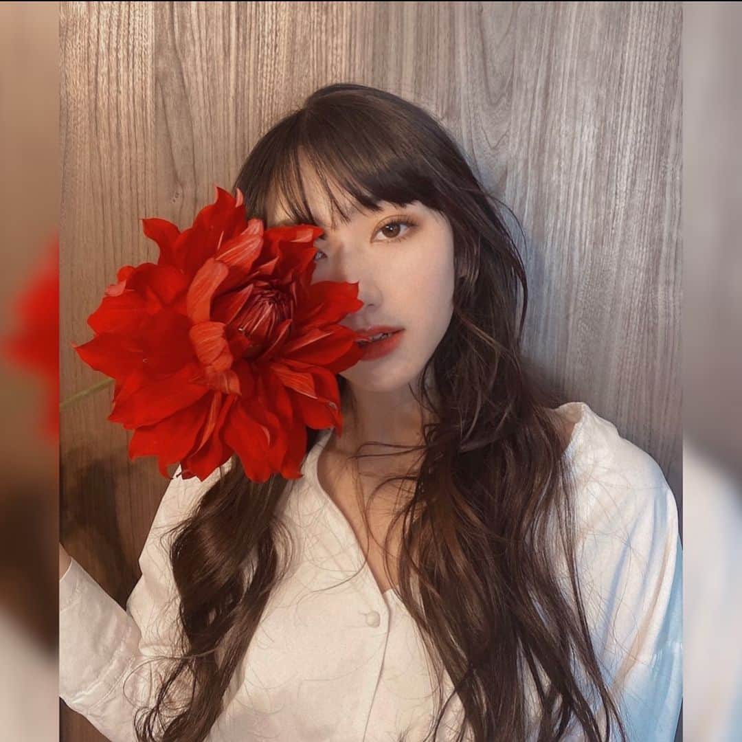黒田瑞貴のインスタグラム：「ダリア🤍  #flowers #dahlia  #instagood  #flowerstagram #japanesegirl」