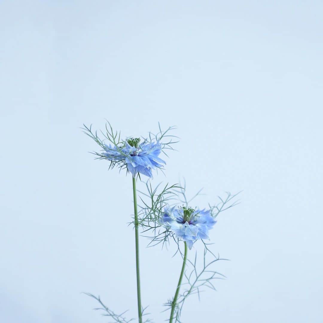 のインスタグラム：「Happy weekend💙💙  Nigella💠💠  お花屋さんで見つけると、なぜか買わずにはいられない 名前が怪獣系なギャップも💙  ニゲラ💠💠  良い週末を✨✨」