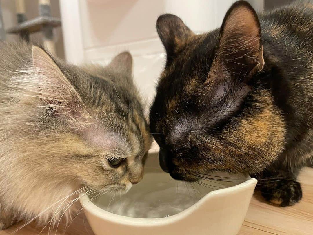 からつけあっきぃのインスタグラム：「仲良く水飲んでる #世界で1番可愛いってギネスで称賛されてる猫」