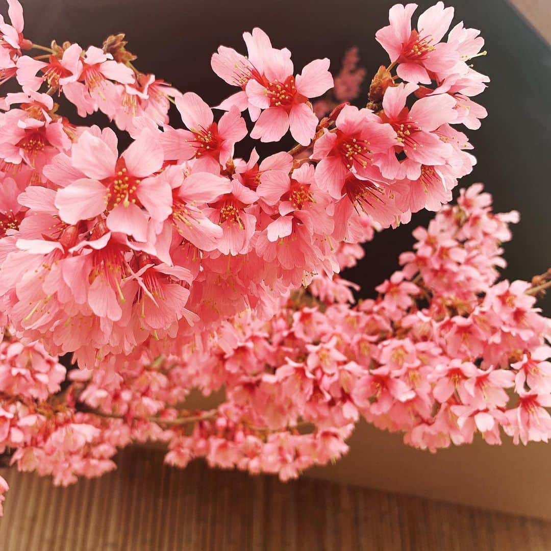神田咲実のインスタグラム：「走ってたら出会えた 梅ちゃん🏃‍♀️🌸💕  景色を楽しめる 余裕がある走りを 続けていきたいなぁ☺️  #走るのかなり久しぶりすぎて #マスクランキツすぎて #ヒーヒー言ってた🤪笑  #ランニング女子 #ランニング記録  #rungirl#ラン活」