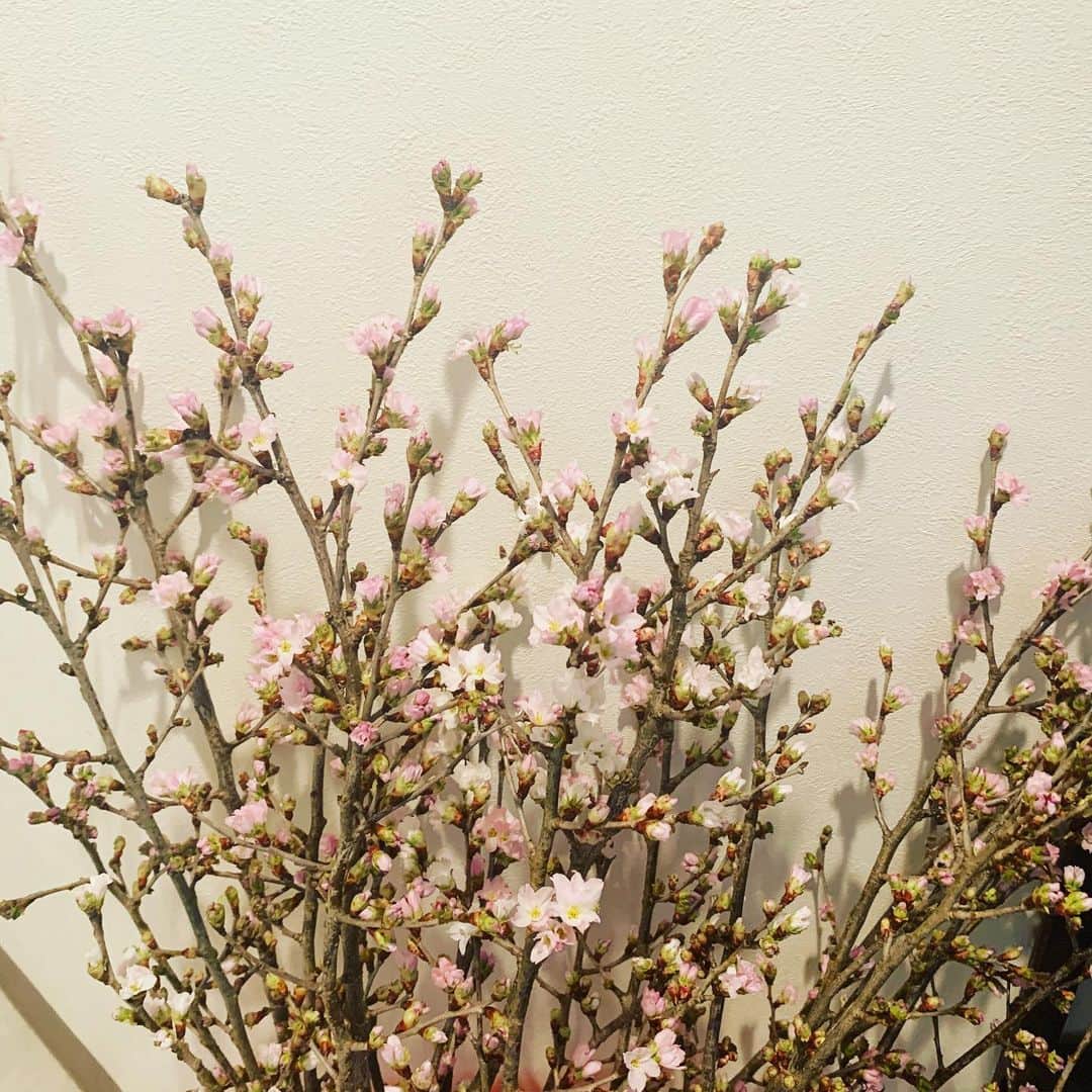 小島亜輝子のインスタグラム：「山形の農家さんから、啓翁桜が届きました。﻿ 暖かくなりすぎない玄関に飾って、﻿ 少しずつ花が開くのを楽しんでいます。﻿ ﻿ 私が新人だった22歳から、﻿ NHK山形局を卒業する25歳の時まで、﻿ ずっと取材させて頂いた方。﻿ 御礼のお電話をしたら、﻿ 今もお変わりなくお元気なご様子でした。﻿ 山形弁が懐かしく、﻿ 私もつられて訛ってしまいました。笑﻿  ﻿ また寒の戻りが来ていますが、﻿ 春は少しずつ🤏近づいていますね。﻿ ソメイヨシノが咲くまでこの啓翁桜を愛でます🌸﻿ ﻿ ﻿ 今日は一日、医師国家試験の模試でした。﻿ 実際の国試の半分の量だけど、疲れたぁ🤪﻿ ﻿ これからほぼ毎月ペースで模試？！﻿ そんで夏からは卒業試験！﻿ テスト漬けの一年になりそうです。﻿ 一年後は楽しい春休みになるよう、頑張ります👍﻿ ﻿ ﻿ #啓翁桜　#山形市　#JAやまがた　#NHK山形﻿ #医学生 #文学部卒　#教育学専攻　#文系からの医学部受験　#第116回医師国家試験﻿ #オンラインレッスン ﻿ #話し方レッスン﻿ #フリーアナウンサー　#オンライン司会 ﻿ #ナレーション収録　#ナレーター　﻿ #スピーチトレーナー小島亜輝子﻿ #アナウンサーが教える話し方 ﻿  #起業家　#女性起業家 #フリーランス﻿ #気象予報士　#群馬県出身」