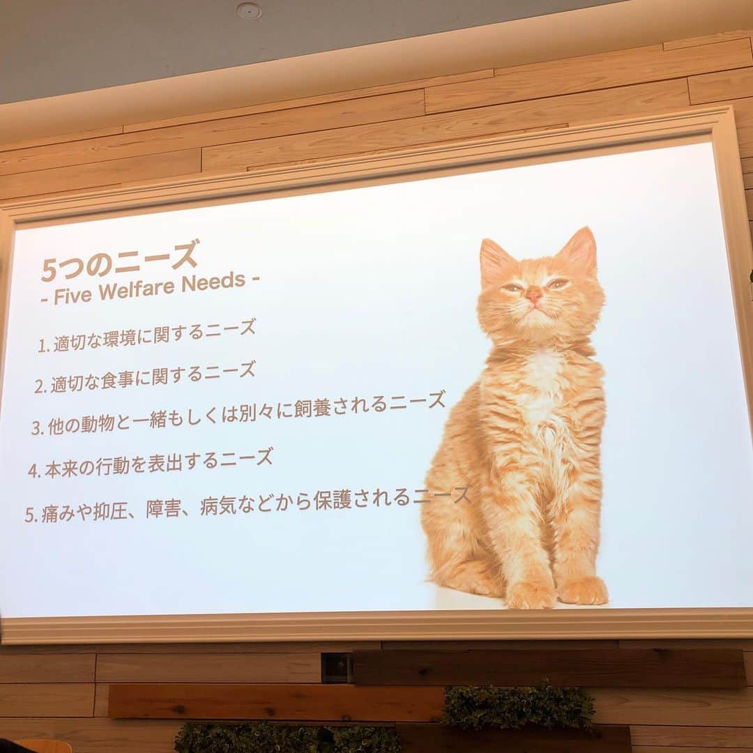 金太さんのインスタグラム写真 - (金太Instagram)「. 先日2月22日猫の日に、パナソニックセンター大阪にて猫セミナーに参加してきました。 . ❮ねこモアミーティング❯ 猫の幸せとは何か？をテーマに猫行動学の新しい情報や色々なお話を聞きました。 自分の中の固定観念を崩すいいキッカケになり すごくタメになったので、またセミナーに参加するつもりです。 印象的だったお話... ご飯は2匹の場合距離をある程度保ってあげた方が良い。優劣ができてどちらかが遠慮してしまうそう。。←我が家思い当たる節あり😹😽ｱﾁｬー @kurashinodaigaku_pco  . ❮猫と暮らす為のライフプラン相談❯ 愛猫を家族としてお迎えして老いていくまで一緒に暮らす。 にはやっぱりお金ある程度必要💸 今回、我が家のお財布事情を洗いざらいファイナンシャルコンシェルジュの方にお伝えし、 ・猫たちとの暮らし・子供の学費・老後。。 気にはなるけど、ちょっと恥ずかしいお金のことをご相談。 一度話せばひらきなおるよね（笑） 詳細は極秘事項ですので皆様には言えませんが これからの｢暮らしかた｣の参考になりました☺️ . 平均では猫ちゃん1匹に年間12万円弱必要とのこと。 寿命と頭数、猫ちゃんの健康状態でだいぶ変動するでしょうけど、、。だからこそお金って大事ですよね。 宝くじ買ってないけど当たれ😂 . ✎︎＿＿＿＿＿＿＿＿＿＿＿＿ 実は数年前リビングの壁紙を緑にしたのはパナソニックセンターの猫のモデルルームを見に行って色が可愛くて選んだんです。(残念ながら今はありません) ここのいい所は目的が販売ではなく体験なので相談しても料金はかからない✨ 体験したライフプランニングも無料相談でした。 (もちろん猫と暮らしてない方もOKです) . 今後、ネコ個別相談や保護猫譲渡会もあるみたいです☺︎ . ✎︎＿＿＿＿＿＿＿＿＿＿＿＿ ソーシャルディスタンスを保ちながら 素敵な #猫の日 となりました🤗  お土産のチーズはパナソニックセンター内にある @re_life_on_the_table チーズ好きの方おすすめです🤤 . #パナソニックセンター大阪  #ねこモアミーティング」2月27日 18時58分 - vvviopw