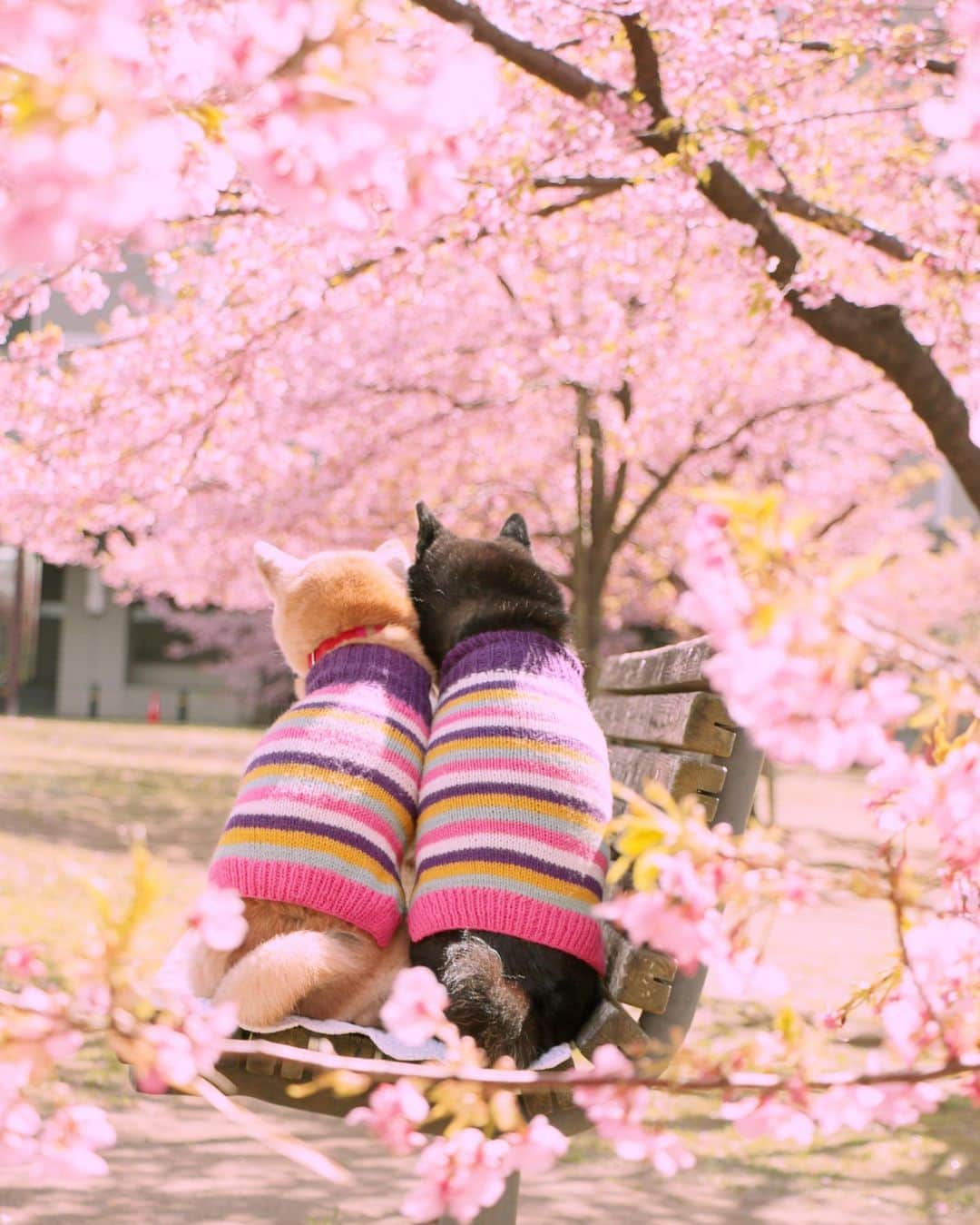 柴犬 けんしろう ゆりあのインスタグラム：「🌸🐶🐶🌸  いい日もそうでない日も いつだってそばにいようね♡ . . と、 このphoto見て浮かんだ キャプション打ってたら 目からも鼻からもアレがーーー。 帰りの電車の中でpostしちゃ ダメなやつだった😎  とりあえず急いで帰ろう💨 . . Location:Chiba(2020年撮影)」