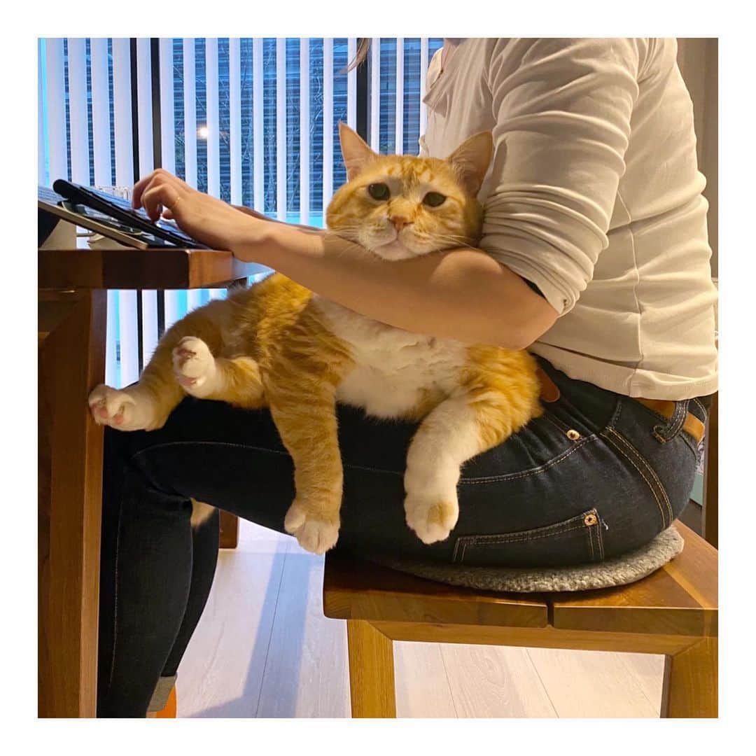 のインスタグラム：「Who came up with the idea of work?⠀ ⠀ @gupitaro⠀ ⠀ #meowed #gupitaro #gingercat #japancat #japan #remotework #workfromhome #humanchair #comfy #mood」
