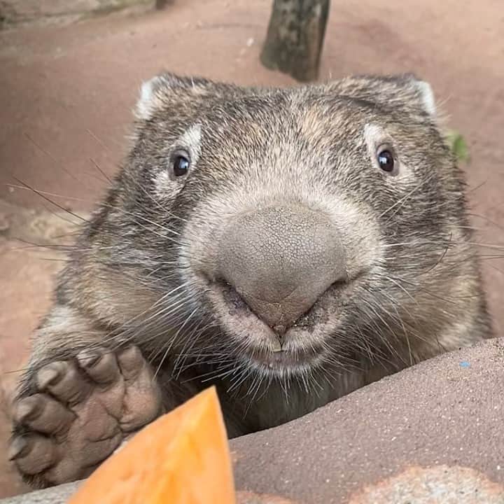 Australiaさんのインスタグラム写真 - (AustraliaInstagram)「Hmm, I don't mind if I do! 🍠  It’s pretty hard to resist this cute face as @reneehowell18 knows all too well. This is Ringo, the resident wombat at @wildlifesydneyzoo in @sydney’s #DarlingHarbour. Ringo, like all the Aussie animals at the sanctuary, loves meeting his fans (almost as much as munching on his beloved sweet potato snacks) so make sure you say howdy to him on your next visit. Fun fact: while wombats may look slow, they can get up to a speed of 40 kilometres per hour! #seeaustralia #ilovesydney #HolidayHereThisYear」2月27日 19時00分 - australia