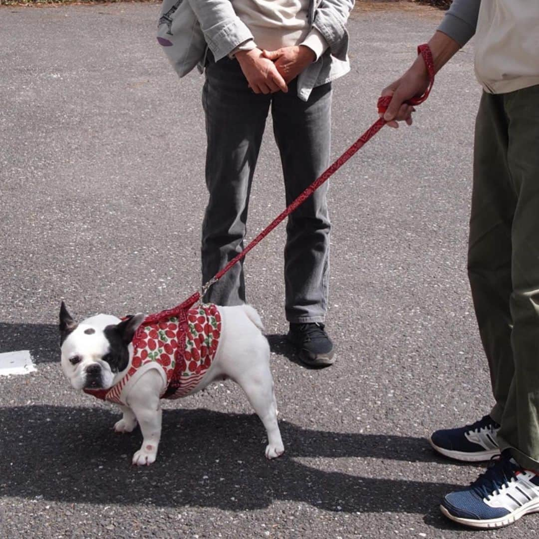 進藤やす子さんのインスタグラム写真 - (進藤やす子Instagram)「✳︎ イラストを用いたオリジナル生地のクッションカバー、 3月7日放送の #ショップチャンネル で販売します😊  裏はグレーの濃淡、グリーンの濃淡（写真の色ちょっと違います）になっていて2枚組で8091円（税抜）。  よく見るとなっちゃん🐼🌈がいます❤️ . . あと2つ投稿したい宿泊施設があったのだけど、 こちらの発売が1週間後になったので告知をば！ . ちなみに3月はこのショップチャンネル含め イベント的な告知が3つあります🤗 . . #イラスト #イラストレーター #オリジナル生地 #オリジナルグッズ #ocusay0307」2月27日 19時03分 - yasukoshindo