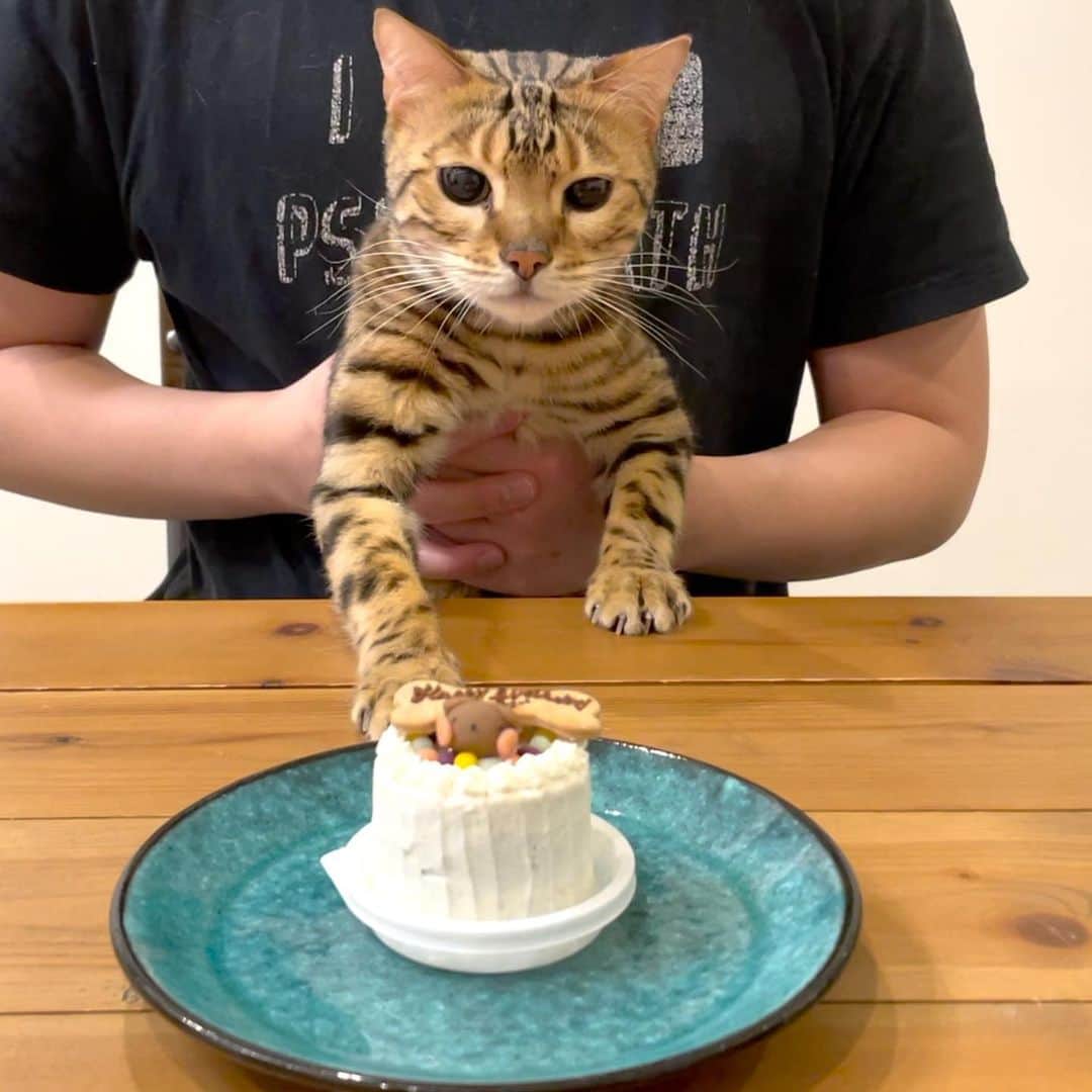トミックのインスタグラム：「昨日はロゼの誕生日でした🎉🎂🐈  #トミスタj  #トミック　#YouTuber #ベンガル　#猫　#ロゼ　#ルトゥ　#cat #はなとしっぽ  #今年はガブガブしましたね #最後のは4歳になった瞬間のロゼ」