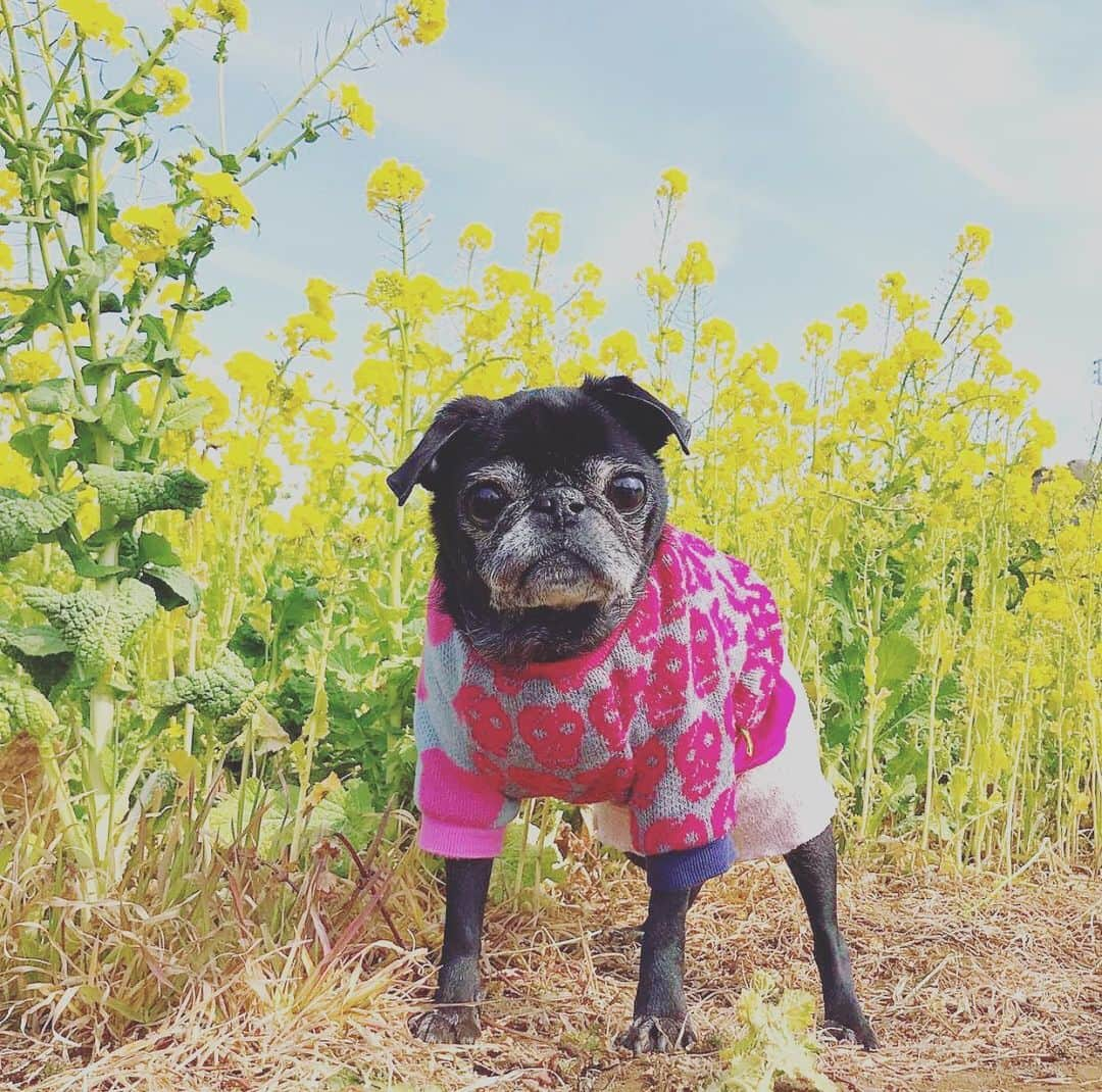 pugsofinstagramのインスタグラム：「The face, the flowers, the sweater. Please follow @sonoe89 ! #pugsofinstagram #pugs #spring」