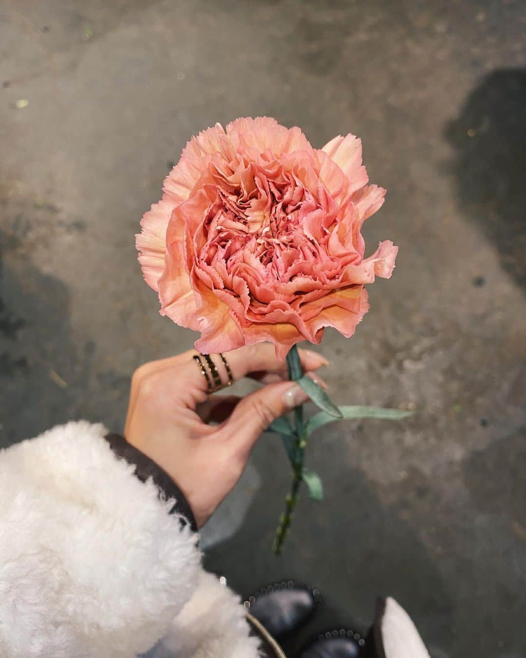 倉園由菜のインスタグラム：「. この前のガーベラが元気なくなっちゃったので 新しいお花を買いました🌸  アンティークっぽいカーネーション。 色味が好きすぎて即決♡  #カーネーション #アンティークカラー」