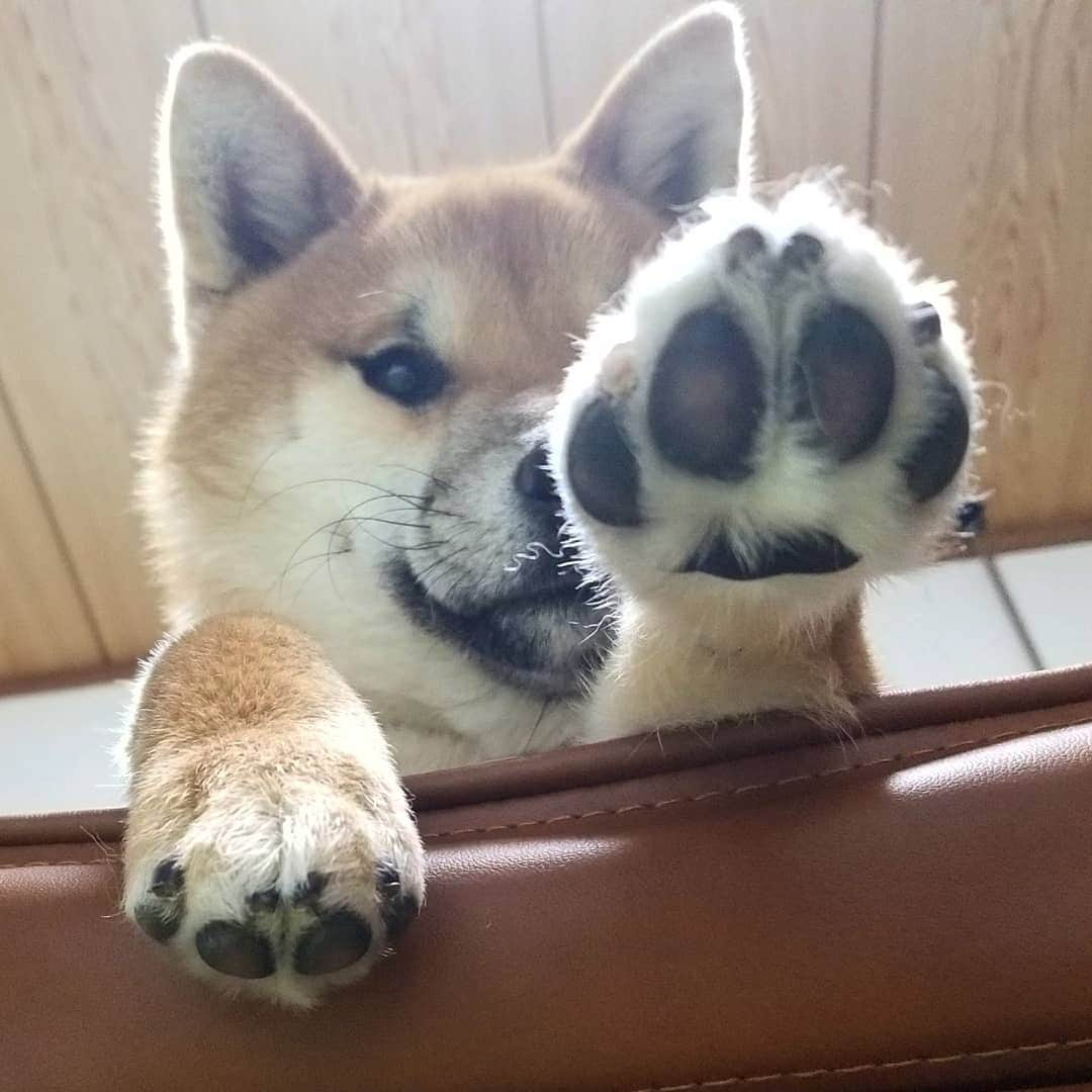 柴犬たま Shibainu Tamaさんのインスタグラム写真 - (柴犬たま Shibainu TamaInstagram)「じーっ…  チラッ🐾 ﻿﻿ Caption trans🇬🇧﻿﻿ Uni is staring at me…🐾  #たま家族 #柴犬ウニ #じーっ #ガン見 #ふわもこ #肉球 #柴犬 #shiba #shibainu #shibastagram #犬 #dog」2月27日 19時18分 - tama7653