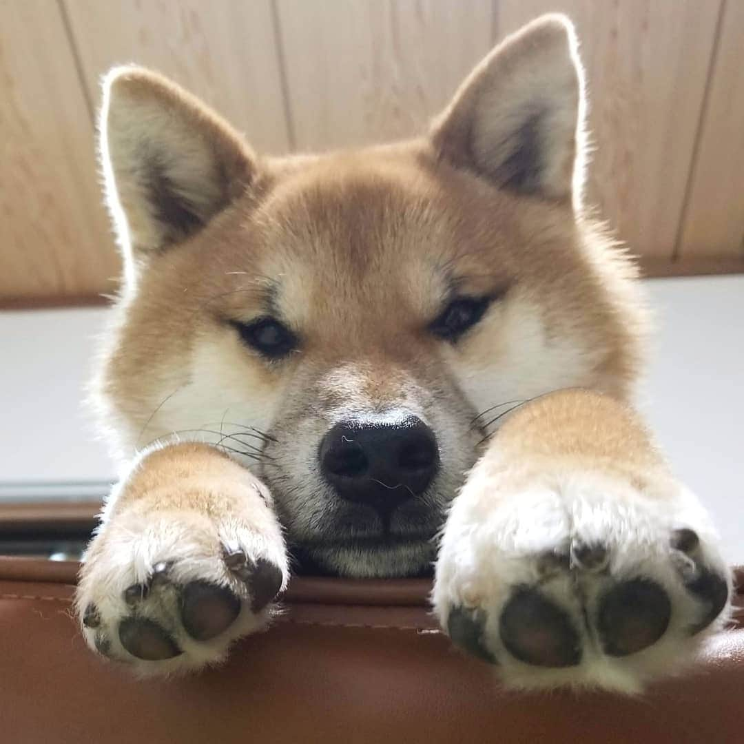 柴犬たま Shibainu Tamaのインスタグラム