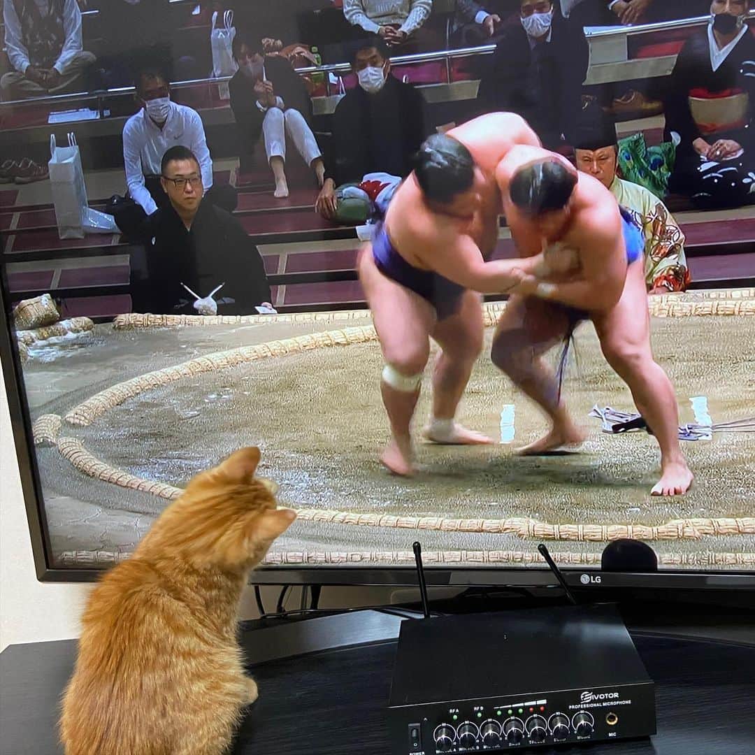 柴崎春通のインスタグラム：「Sumo Cat 相撲ねこ  #shiba_watercolor #子猫 #保護猫 #相撲 #cat #sumo #japan #youtuber」
