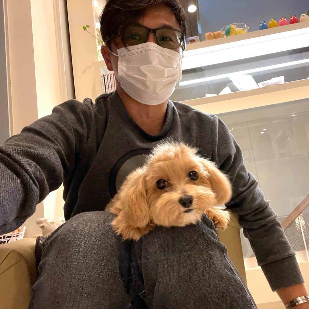 戸賀敬城のインスタグラム：「レディガガの愛犬ちゃん、出てきてよかったね！！！  pちゃん「ドッグマン」で3週間ぶりのトリミングでした。  pちゃんは、PEACEのpちゃんです。 戸賀PEACEなんです。 パパのことが大好きなんです。 パパはもっと大好きですけど。  ドッグマンは、3週間に一度くらいのペースで通っています。 戸賀が行っている美容室より高い美容室ですが、pちゃんのために頑張っています！  pちゃん、毛を伸ばしてセレブ犬みたいになってきました！ ふんわり！ めちゃ可愛い！ 「もっともっと可愛くなりますよ！」 来月も宜しくお願い致します！  まみに教えてもらってから、pちゃんのご飯は、ナチュラルスーパーフードのPPFCしか与えていません。いつまでも健康に、長生きして欲しい。  pちゃん、来月は箱根に行こうね！  #ドッグマン  #dogmantokyo  #dogman  #ppfc  #fendi  #pttorino  #caltier  #カルティエ  #ラブブレス  #lovebracelet  #bentley  #bentayga  #prada  #プラダ  #ナチュラルスーパーフード  #ルクルーゼ  #エルメス  #hermes  #フォーナインズ #レディガガ  #ladygaga」