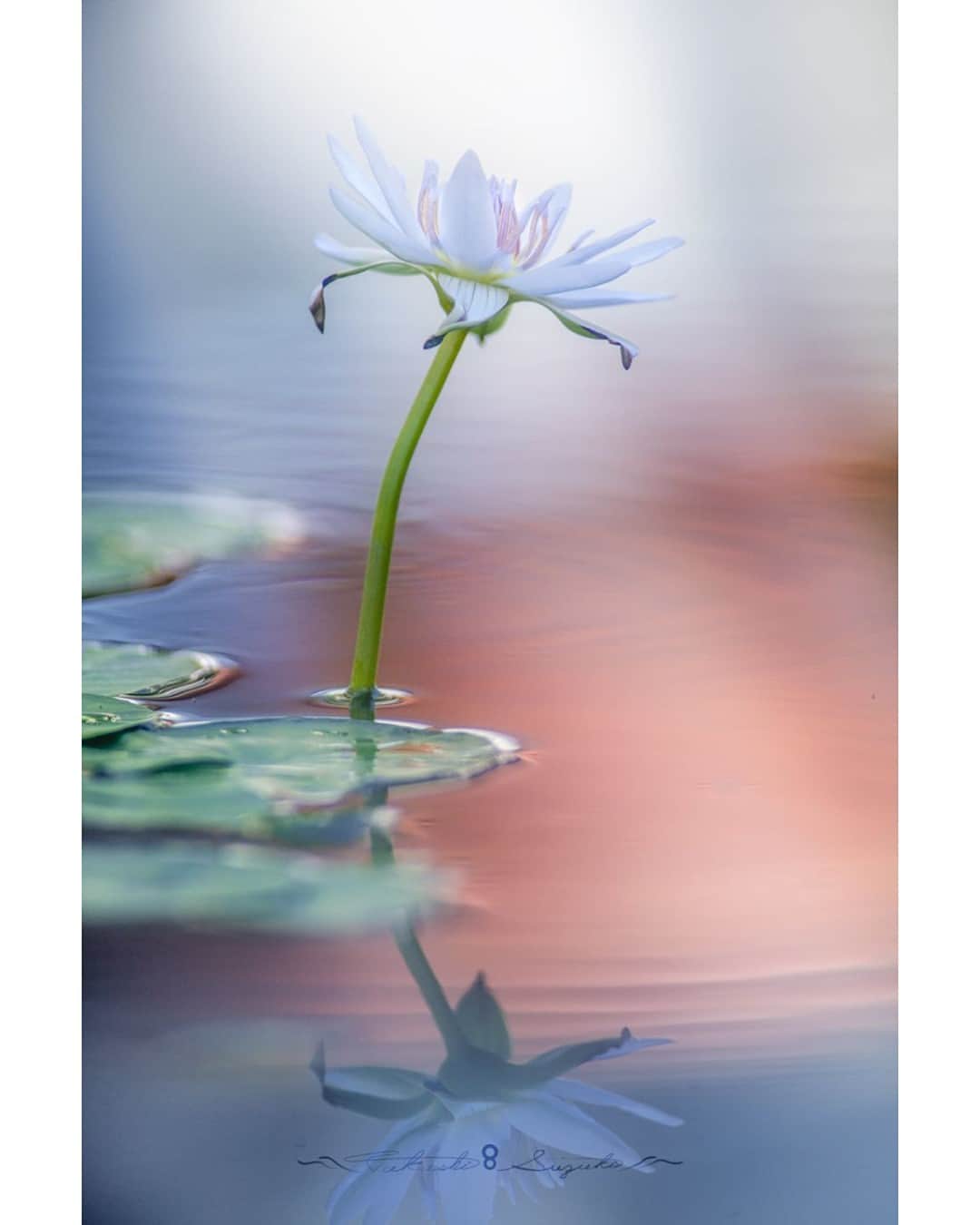 花の写真館のインスタグラム：「Photo by Takashi Suzuki.⠀ .⠀ Original Post[投稿いただいたURL]⠀ https://www.facebook.com/photo.php?fbid=1808653772634476⠀ .⠀ 本アカウントは、 #私の花の写真 をつけてInstagramに投稿された皆さまの花の写真や、「花の写真館」Facebookページで投稿された花の写真を紹介します。⠀ 「花の写真館」Facebookページは、「 @floral.photograph 」のプロフィールにあるURLからご覧ください。⠀ .⠀ ※各自、政府、自治体など公的機関の指示に従った行動をお願いします。⠀⠀ 東京カメラ部および分室では、写真を「見る楽しみ」を提供することを通して、微力ながら皆様にわずかな時間でも癒しをお届けしたいと思っております。⠀ ※本アカウントは東京カメラ部がFacebook、Instagramのサービスを利用して運営しているもので、Facebook社・Instagramとは一切関係ありません。⠀ .⠀ #花の写真館 #floralphotograph #floralphoto #flower #flowers⠀ Follow: @floral.photograph」