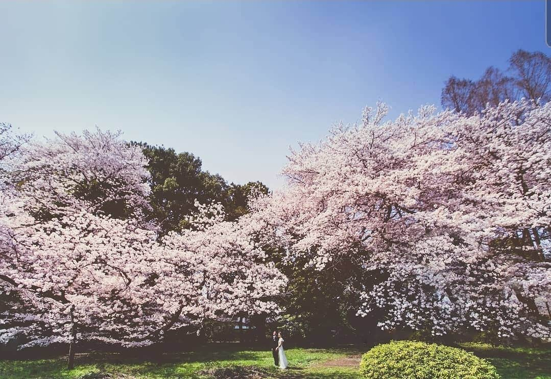 Cli'O mariageクリオマリアージュさんのインスタグラム写真 - (Cli'O mariageクリオマリアージュInstagram)「春はそこ、花咲く季節もそこ、スタジオ撮影と外ロケの組合せも人気なんですよ🌿 桜と一緒にという方は、予約時事前お申し出お願いいたします🥀 . ドレス、和装、そして外ロケと組み合わせも豊富です🕊️ . ★３/19までにフォトウエディングのご成約いただくと、お祝い金プレゼント中です★ https://www.cliomariage.com/?p=2622 . 地球を感じる【海フォト】【河岸フォト】 箱根リトリートでの【宿泊フォト】 お気軽にLINEでも御問い合わせ可能です🥀 二人の思い出のワンシーンのお手伝い、いつか観た映画のワンシーンの様なフォトウエディング🕊️ 箱根リトリートでの【家族婚】も可能になりました✨ . ★リアルなクリオマリアージュブライズをご紹介しております⏬  @cliomariage_brides ★パーティーや花嫁アクセサリーのご購入検討中の方はこちらをご覧ください⏬ @cliomariage.shop . The request of photo wedding is also possible. Please make an appointment. ↓↓↓ ☏+81-3-3770-9722 ✉info@cliomariage.com 1-16-16-5F Dogenzaka,Sibuya,Tokyo #cliomariage #photowedding #クリオマリアージュ #フォトウエディング #ウエディングフォト #ウエディングドレス #ドレス試着 #結婚準備 #ドレス探し #桜フォト #和装前撮り #前撮り #後撮り  #レストランウエディング #プレ花嫁 #卒花嫁  #高身長花嫁 #家族婚  #2021夏婚　#2021春婚 #ナチュラルウエディング  #家族挙式 #スレンダードレス #weddingdress #軽井沢挙式」2月27日 19時42分 - cliomariage