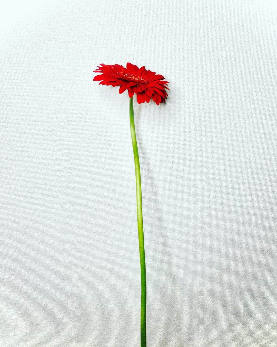 宮村ななこさんのインスタグラム写真 - (宮村ななこInstagram)「Hate. #photography #photo #flowers #flower #flowerstagram #gerbera」2月27日 19時35分 - miyamuchan_001