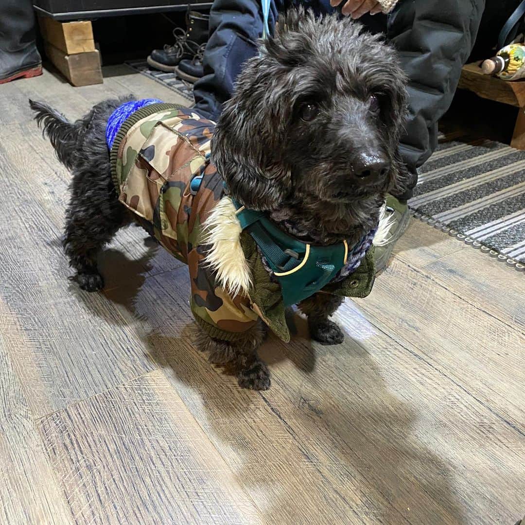 Out Tail さんのインスタグラム写真 - (Out Tail Instagram)「ノアくんファミリーがやって来た🤗 寒いけど焚き火であったまってね  #館山 #手作りキャンプ場 #犬専用　#outtail #dogcamp #会員募集中 #サブスクキャンプ場 #ドッグラン #ドッグフリーサイト #ワンコキャンプ #outtaildogcamp」2月27日 19時41分 - outtail.dogcamp