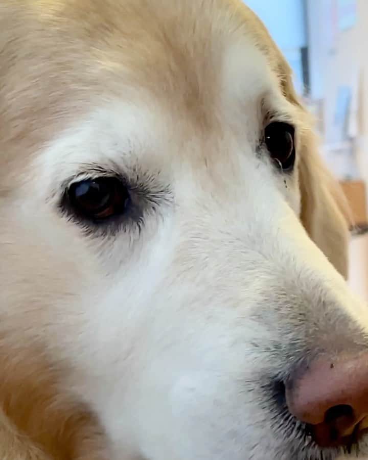 まゆみのインスタグラム：「。 。 #本日のYouTube より 。 せんせーとおもーの🐶💧 。 病院 膀胱炎がしっかり治っているか再検査しに来ました😄 。 結果良好✨👏🏻👏🏻 。 。 よかったよかった！ 元気に誕生日を迎えないとね😄💖 。 。 #3月3日はひな祭りどころではありません #あー様のおたんぞーびでございます #膀胱炎完治 #太ったと思ったら毛だった #ぽっちゃり維持 。 。 #ゴールデンレトリバー#goldenretriever#dog#犬#あーるん#golden#retriever#doglover#insta_dog#ぺんぺん子ちゃん#welovegoldens#Instagram#Instagramjapan#Instagramdogs#9gag#dogstagram#dogsofinstagram#dogs#doggy」