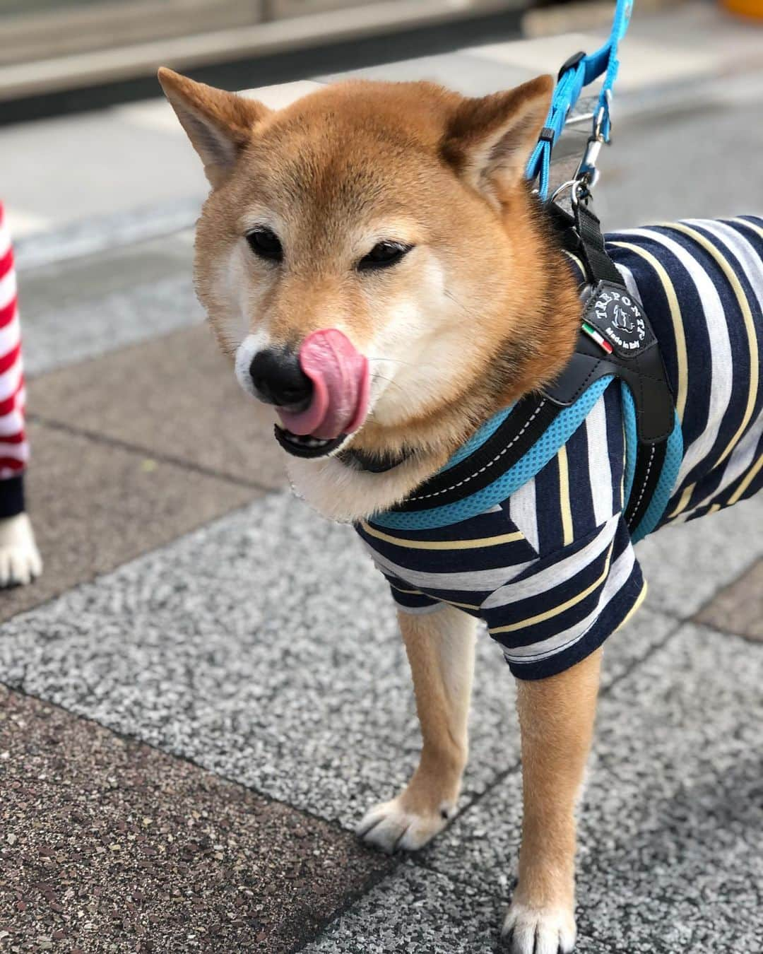 くるみさんのインスタグラム写真 - (くるみInstagram)「. くーさんの脚の調子がイマイチだったので病院で温熱治療＆サプリ💊をもらってきました🏥  くーさんは爪も切られてドヨドヨしてたのですが、帰りにコービーさんに会えた！！めちゃ可愛いかった😆  . . #クレアちゃんにも会ったのに #写真撮り忘れた　 #お友達ワンコサイコー #みんなかわいい」2月27日 19時49分 - kurukurukurumi222