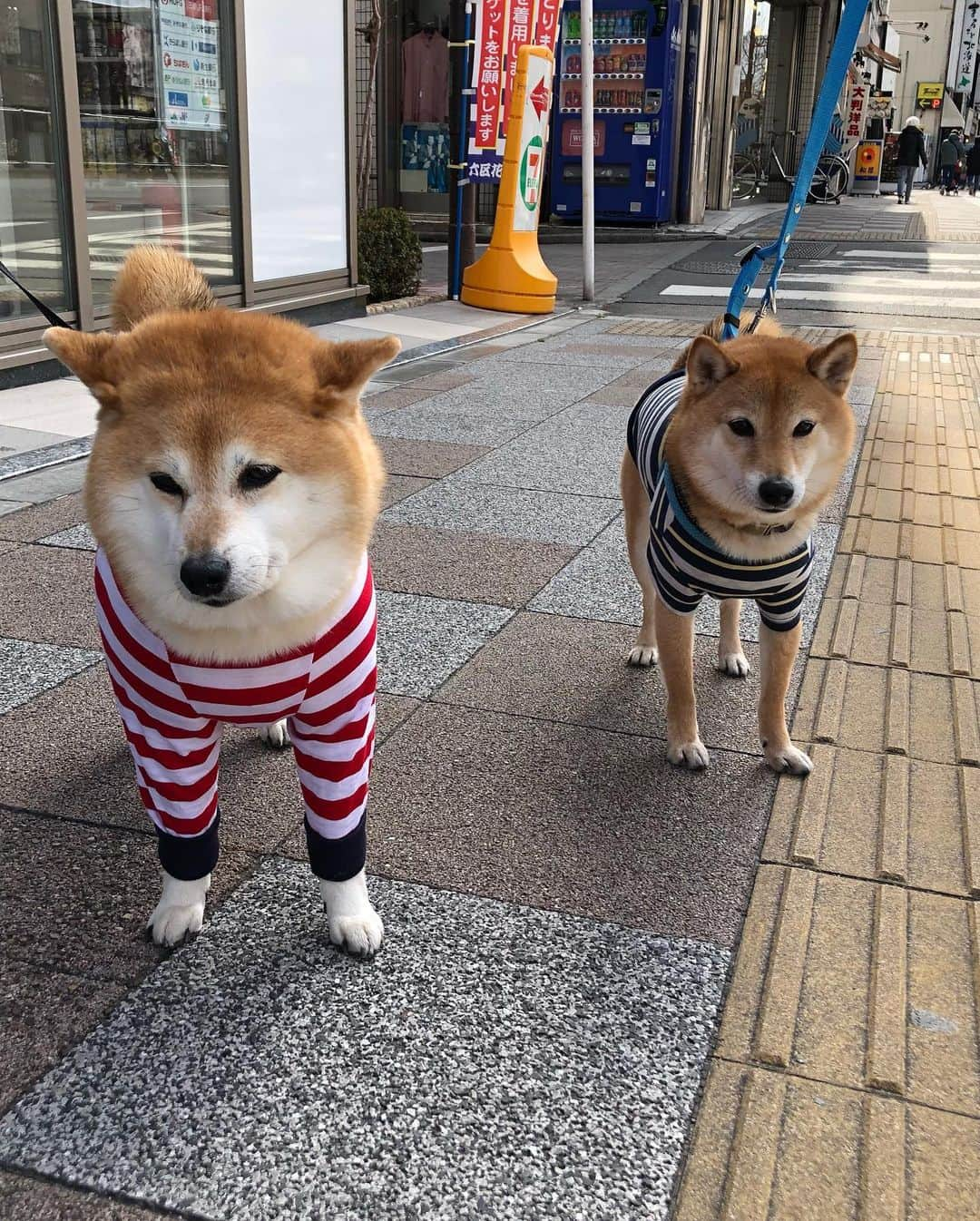 くるみさんのインスタグラム写真 - (くるみInstagram)「. くーさんの脚の調子がイマイチだったので病院で温熱治療＆サプリ💊をもらってきました🏥  くーさんは爪も切られてドヨドヨしてたのですが、帰りにコービーさんに会えた！！めちゃ可愛いかった😆  . . #クレアちゃんにも会ったのに #写真撮り忘れた　 #お友達ワンコサイコー #みんなかわいい」2月27日 19時49分 - kurukurukurumi222