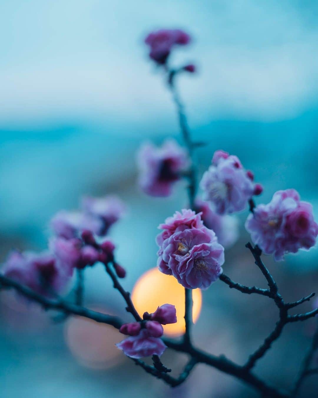清水寺さんのインスタグラム写真 - (清水寺Instagram)「春寒の候」2月27日 20時08分 - feel_kiyomizudera