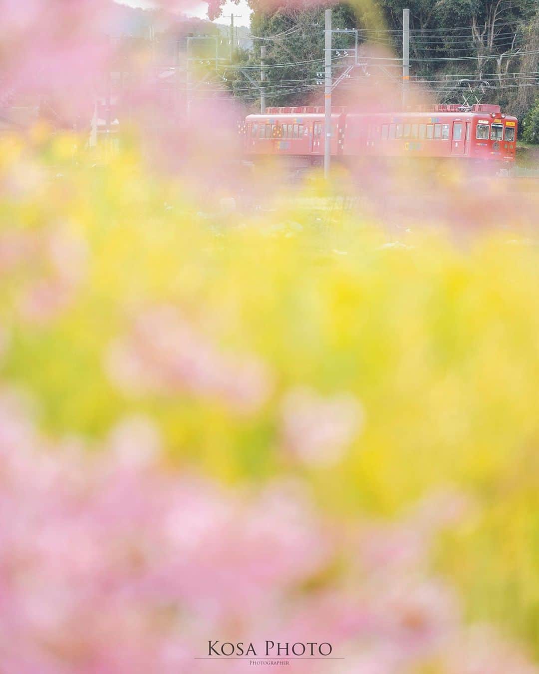 コサさんのインスタグラム写真 - (コサInstagram)「春色列車 桜と菜の花の春色を合わせてみました👍  ここは16時以降がオススメです📸 逆光で桜と菜の花がキラキラに輝いてくれます . さて、赤色で楽しませてくれた「おもちゃ電車」ですが間もなくラストランになります😥 今後はミュージアムとして利用されるようです 長い間お疲れさまでした🙇‍♂️ . Location:和歌山 Wakayama / Japan🇯🇵 Date:2021年2月 . #貴志川線 #おもちゃ電車 #おもでん #tokyocameraclub #team_jp_ #photo_jpn #ptk_japan #bestjapanpics #Lovers_Nippon #light_nikon #乗り越えようnippon #ニコン #写真は私の原動力 #arrowsあなたが夢中な世界 #sorakataphoto #LBJ_Legend #広がり同盟メンバー #nipponpic_member #special_spot_legend #japan_of_insta #bestphoto_japan #Rox_Captures #1x_japan #IGersJP #beautiful_photo_jpn #Japan_Daytime_View #jgrv_member #ap_japan_ #日本ツアーズ #traingallery_ig」2月27日 20時09分 - kosa_photo