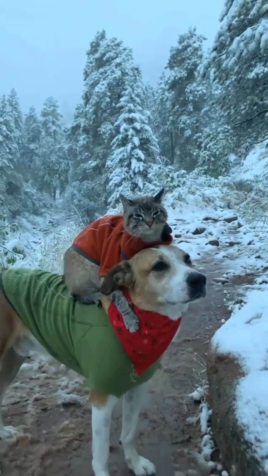 Cats of Instagramのインスタグラム：「From @henrythecoloradodog: "Walking in a winter wonderland ❄️" #catsofinstagram」